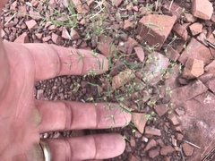 Euphorbia gracillima