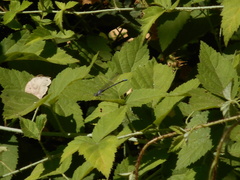 Argia emma