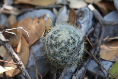 Escobaria dasyacantha