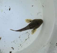 Myoxocephalus polyacanthocephalus