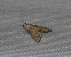 Petrophila daemonalis