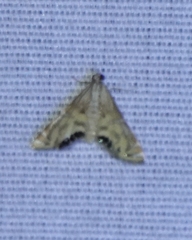 Petrophila daemonalis