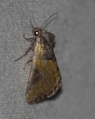 Chalcopasta fulgens