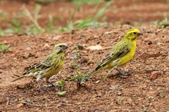 Crithagra dorsostriata