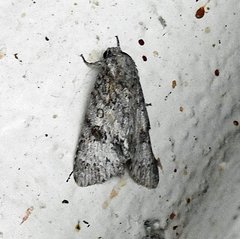 Acronicta rubricoma
