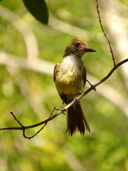 Myiarchus yucatanensis