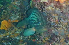 Epinephelus costae