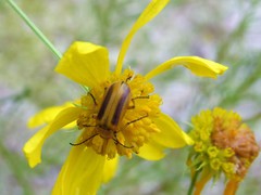 Nemognatha punctulata