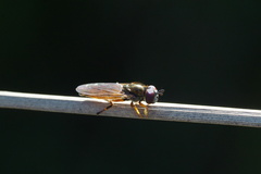 Platycheirus quadratus