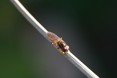 Platycheirus quadratus