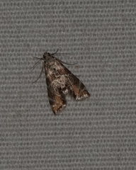 Petrophila heppneri