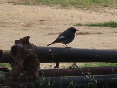 Phoenicurus ochruros