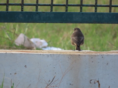 Phoenicurus ochruros