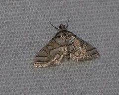 Pseudopyrausta santatalis