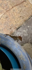 Anolis sagrei