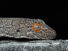 Strophurus williamsi