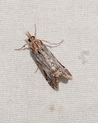 Loxostege albiceralis