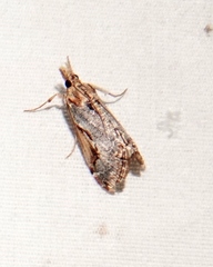 Loxostege albiceralis