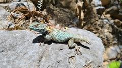 Sceloporus torquatus binocularis