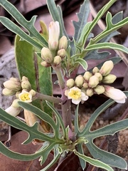 Jatropha erythropoda