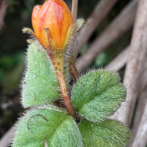 Pachycaulos nummularia, photograph 4