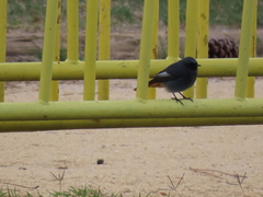 Phoenicurus ochruros