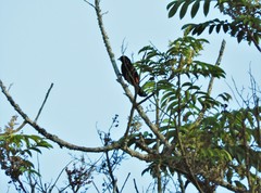 Ramphocelus flammigerus flammigerus