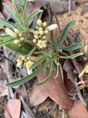 Jatropha erythropoda