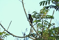 Ramphocelus flammigerus flammigerus