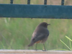 Phoenicurus ochruros