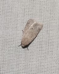 Leucocnemis perfundis