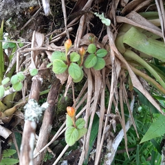 Pachycaulos nummularia