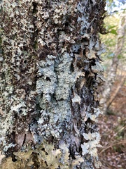 Heterodermia squamulosa