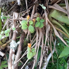 Pachycaulos nummularia