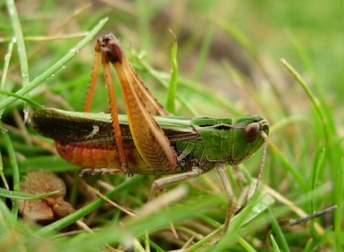 Stripe-winged Grasshopper, photo 3 of 10