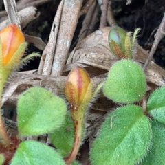 Pachycaulos nummularia