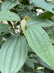 Miconieae