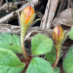 Pachycaulos nummularia