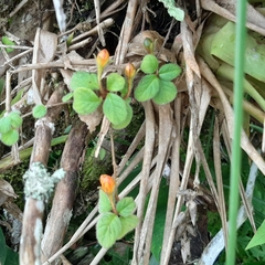 Pachycaulos nummularia