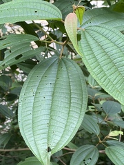 Miconieae