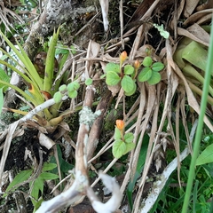 Pachycaulos nummularia