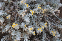 Achillea maritima