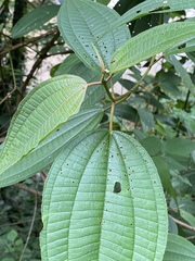 Miconieae