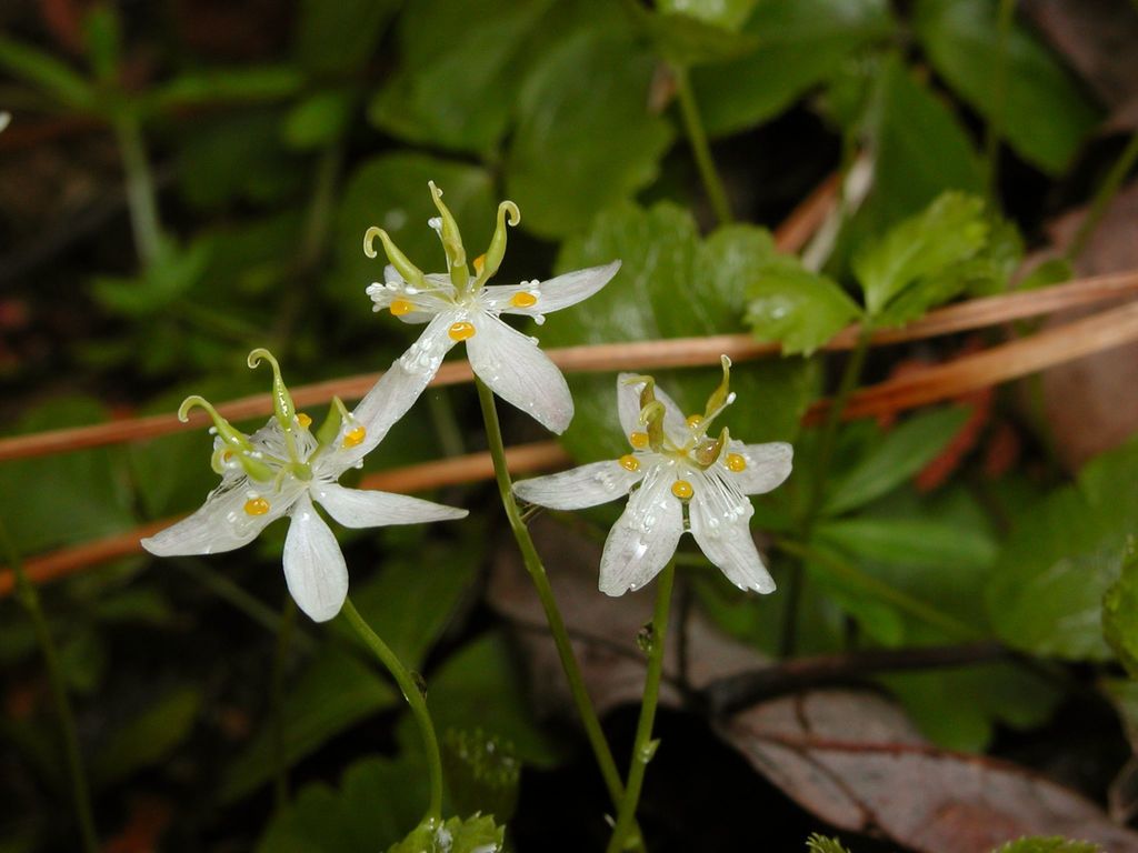 threeleaf goldthread (Coptis trifolia)  iNaturalist