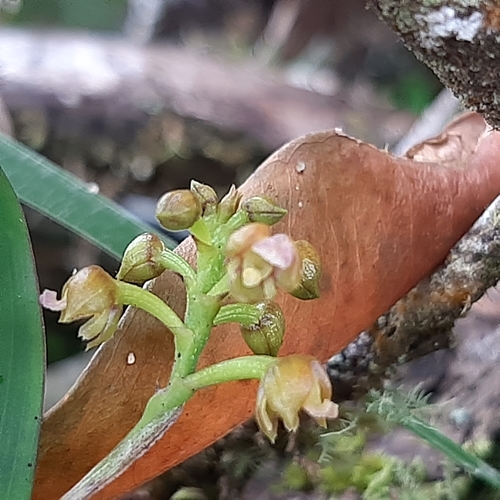 Image of Polystachya foliosa by (c) Arthur de Jesús Chavarría Pérez, some rights reserved (CC BY)