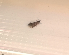 Exapate congelatella