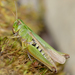 Common Green Grasshopper - Photo (c) Billy Lindblom, some rights reserved (CC BY)