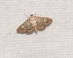 Hileithia magualis