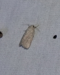 Leucocnemis perfundis