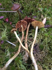 Cortinarius tubarius